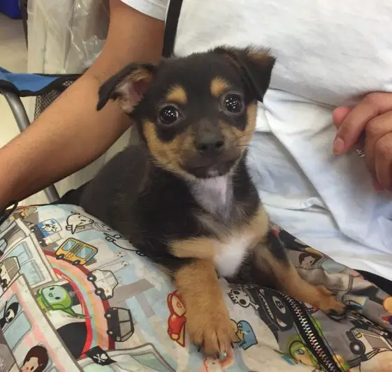 crossbreed rottweiler and chihuahua