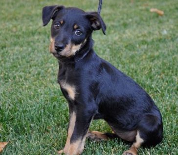 rottweiler mix with chihuahua dog