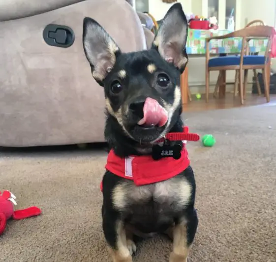 crossbreed rottweiler and chihuahua tongue out