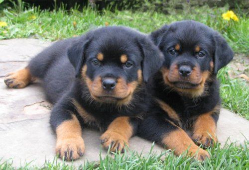 two cute rottweiler puppies lying on the ground