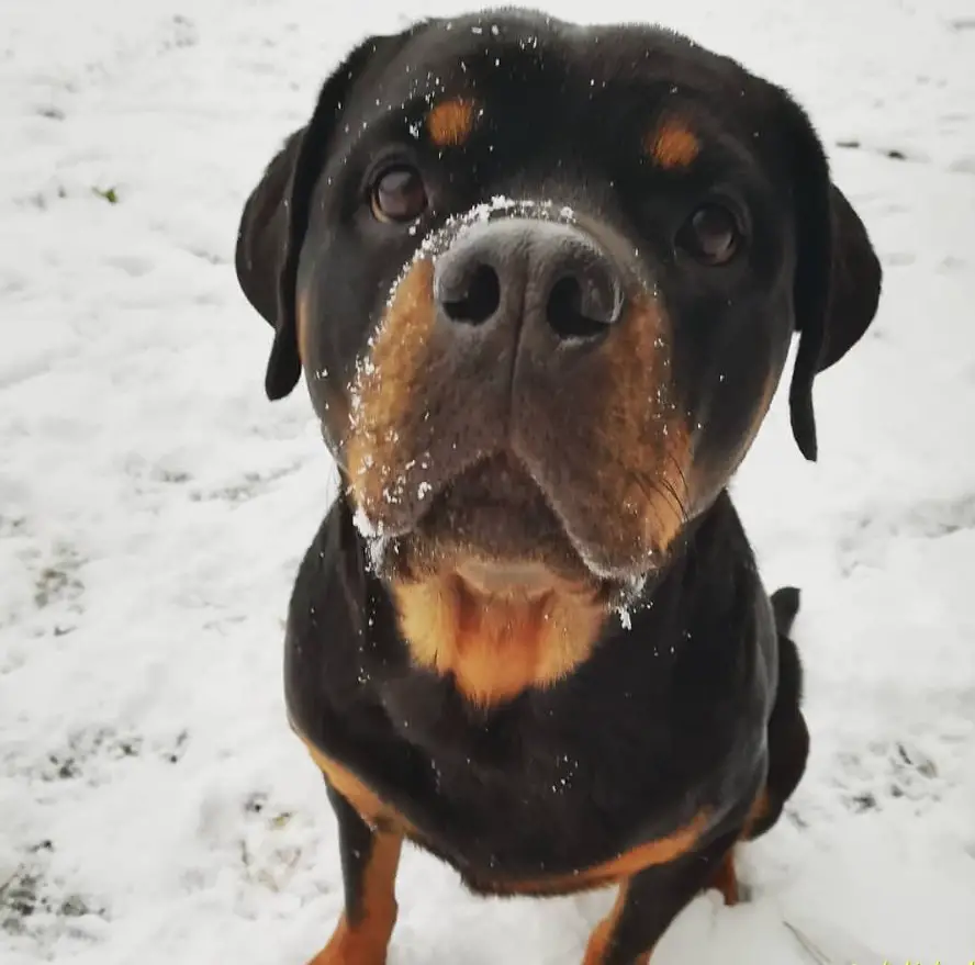 Rottweiler sitting in snow with its adorable face