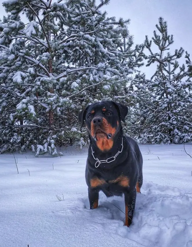 Rottweiler walking in snow in the forest