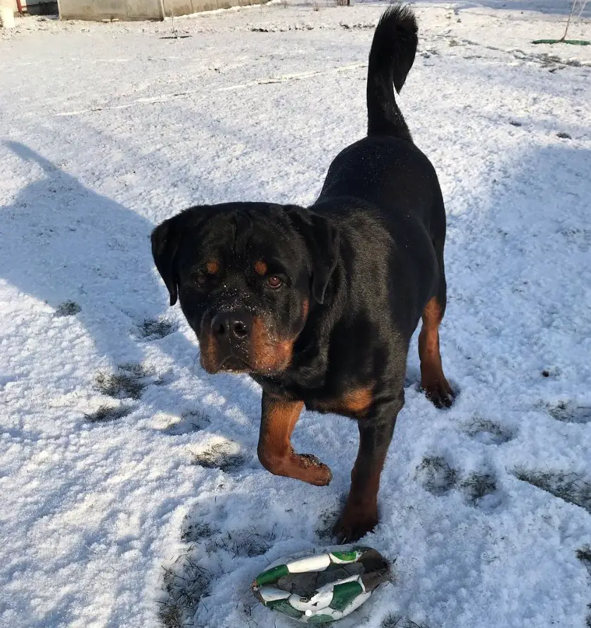 Rottweiler walking outdoors in snow