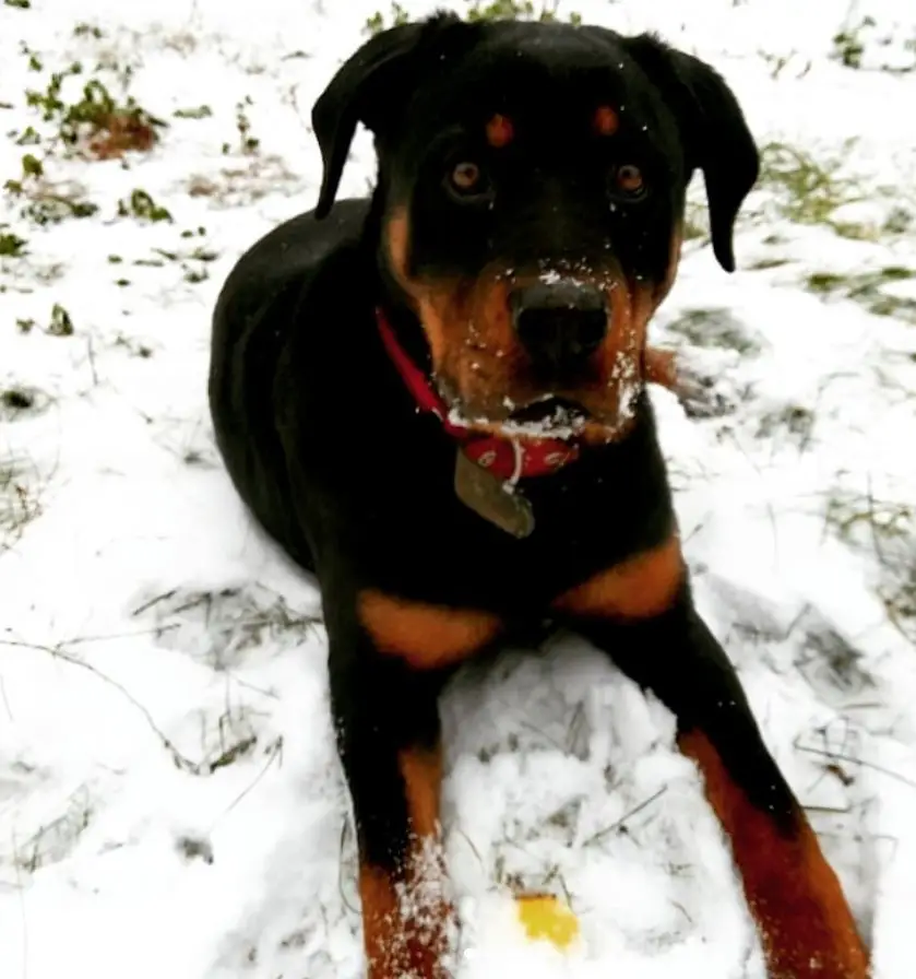 Rottweiler lying in snow with its shocked face
