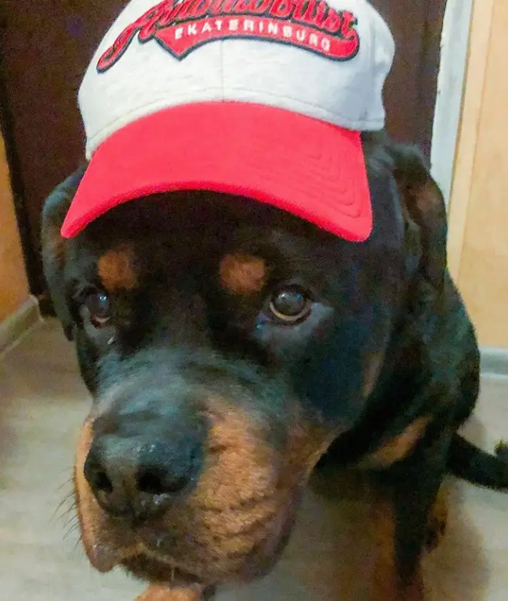 Rottweiler sitting on the floor while wearing a cap