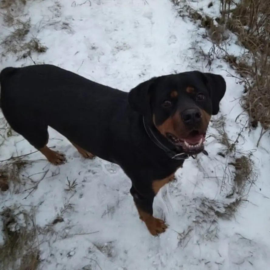 Rottweiler standing in snow while looking up and smiling