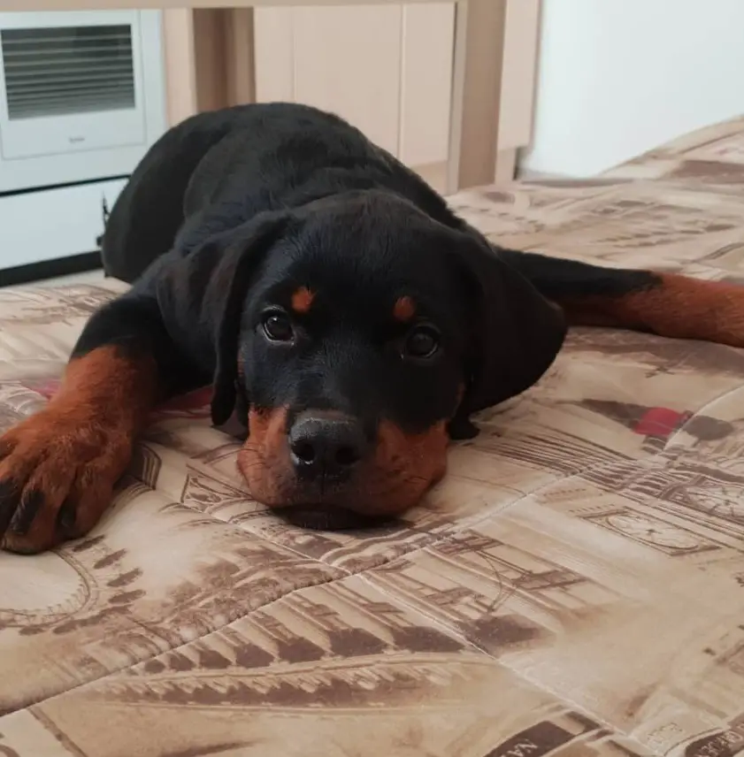 Rottweiler puppy lying down in bed with its adorable face