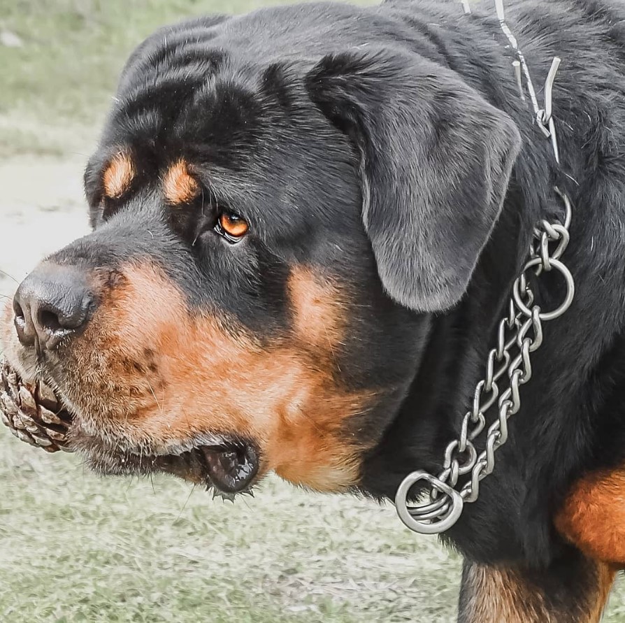 sideview face of a Rottweiler