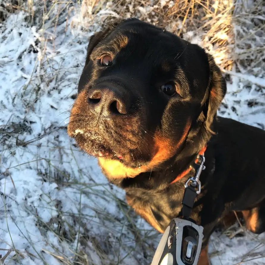 Rottweiler sitting on the grass with snow while looking up with its adorable face