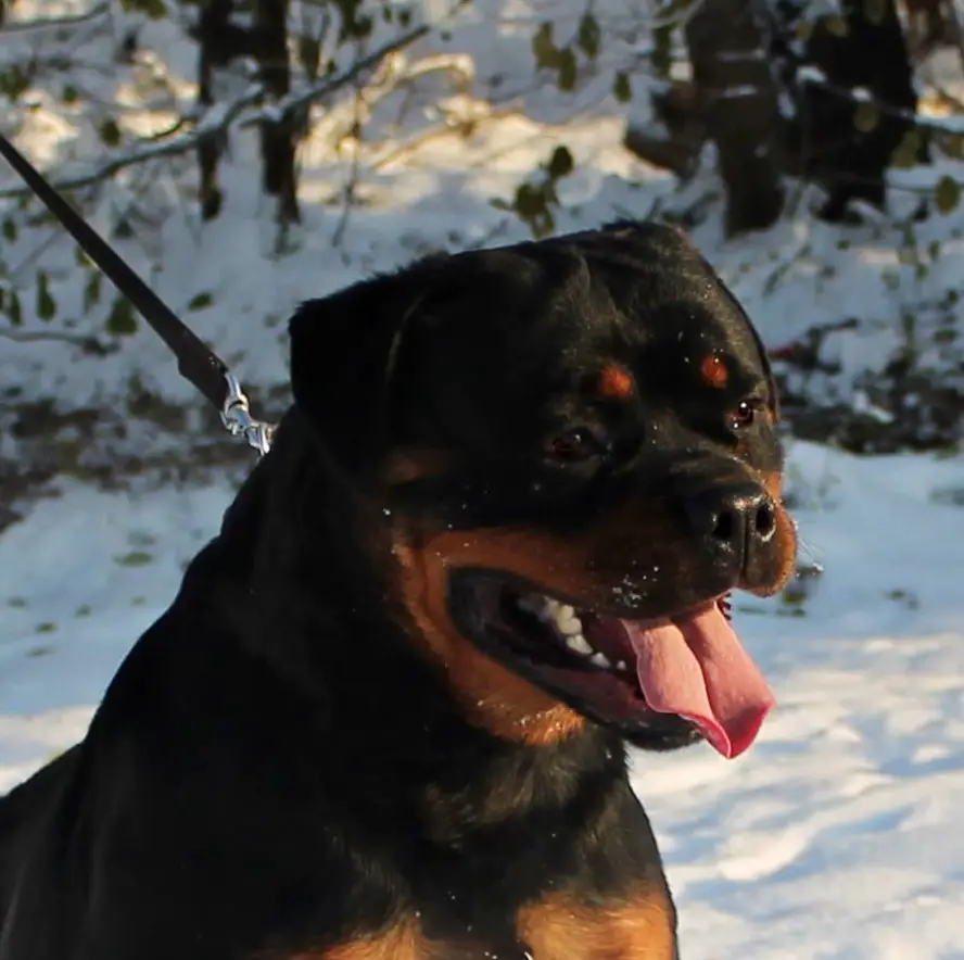 Rottweiler outdoors in winter while looking sideways with its mouth open and tongue out