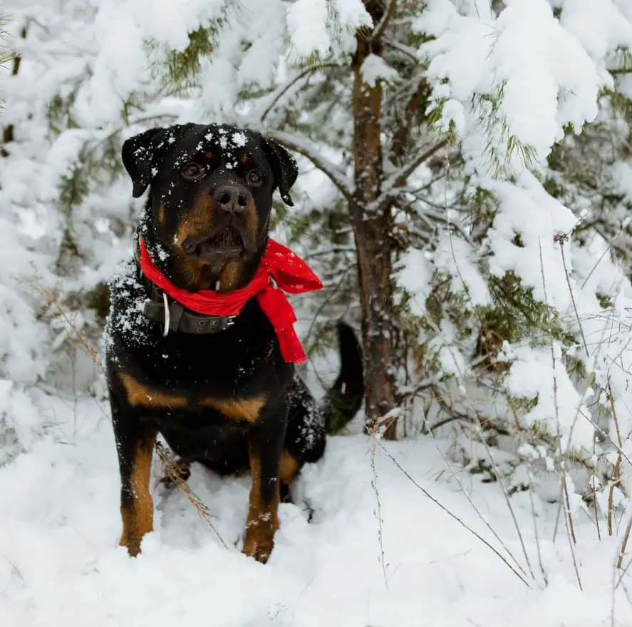 Rottweiler sitting in the forest during winter