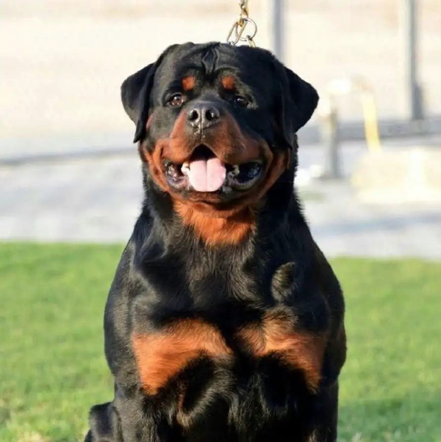 Rottweiler sitting on the green grass at the park