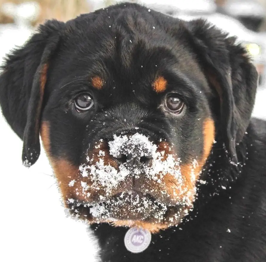 Rottweiler puppy with smudged snow in its mouth