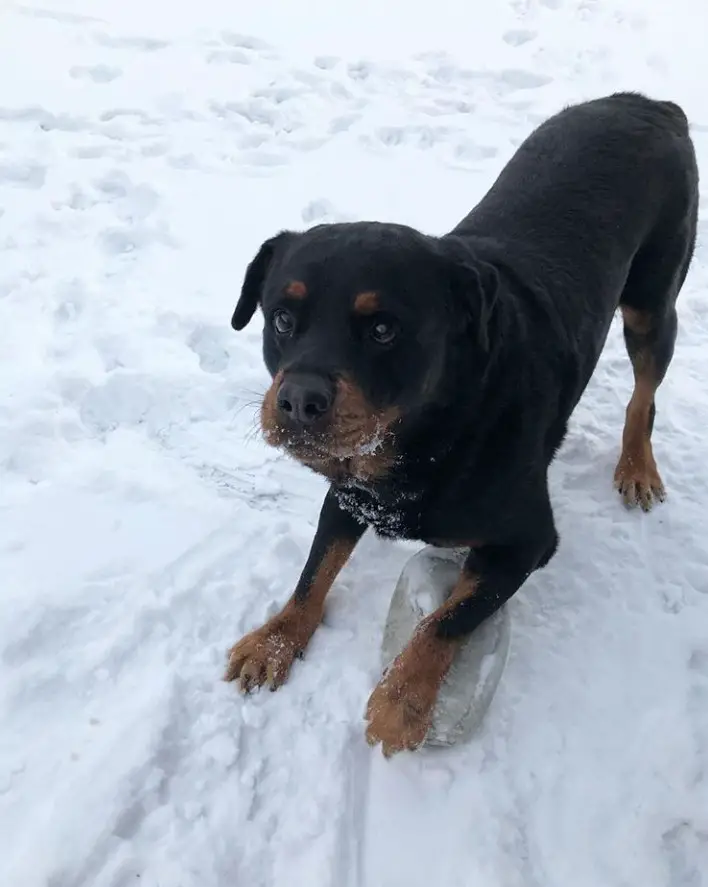 Rottweiler in a bow playing positing in snow