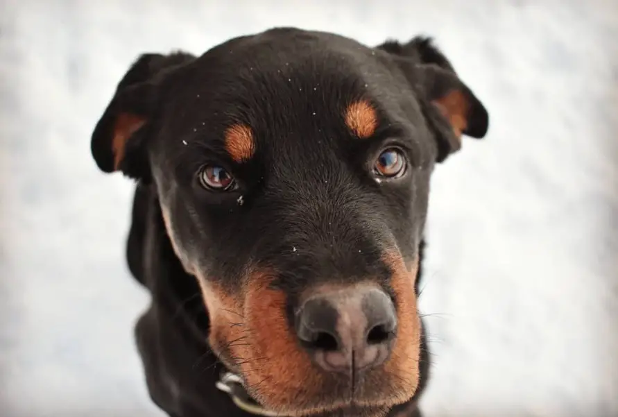 Rottweiler in snow with its begging face
