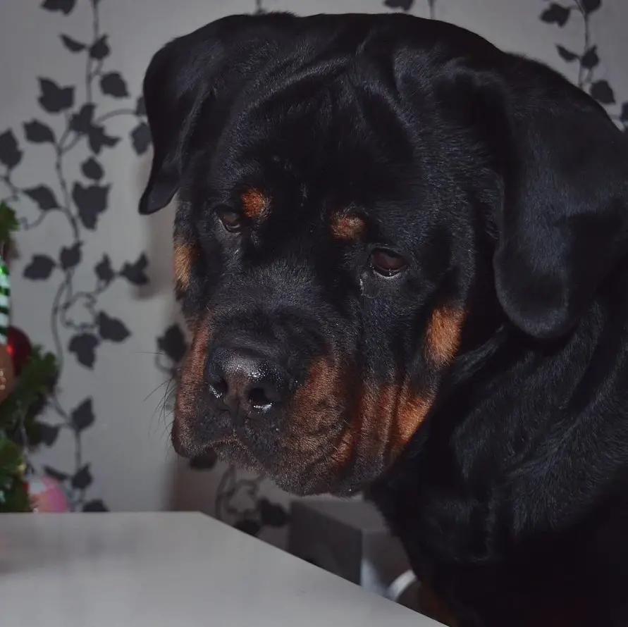 sad face of a Rottweiler in front of the table