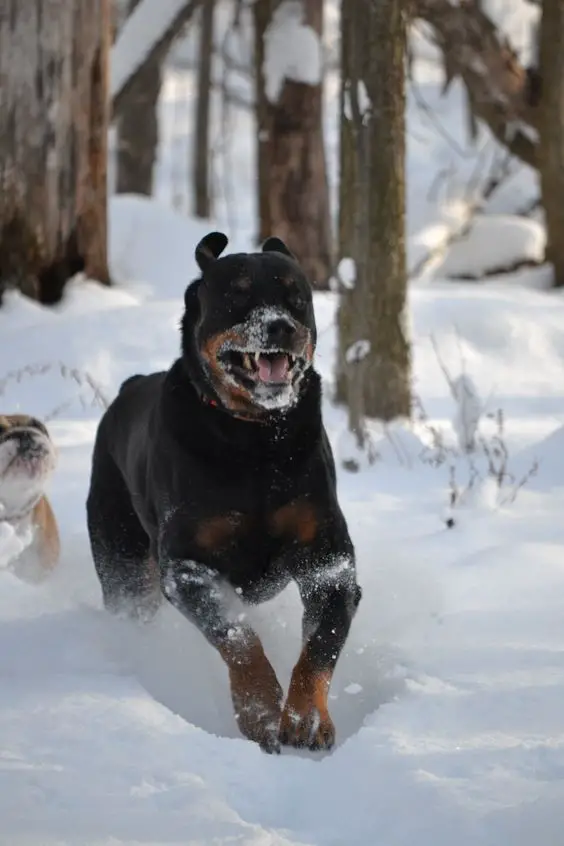 A Rottweiler running in the forest during winter