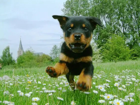 A Rottweiler puppy running in the field of small flowers