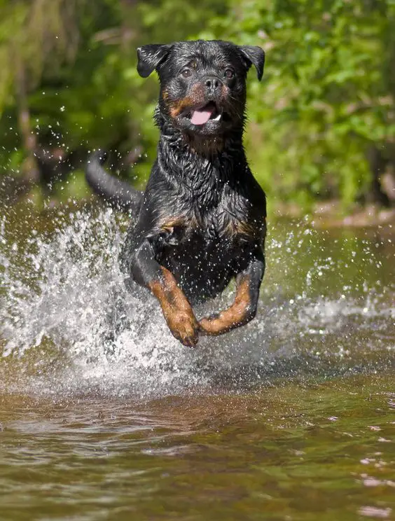 A Rottweiler running in the lake