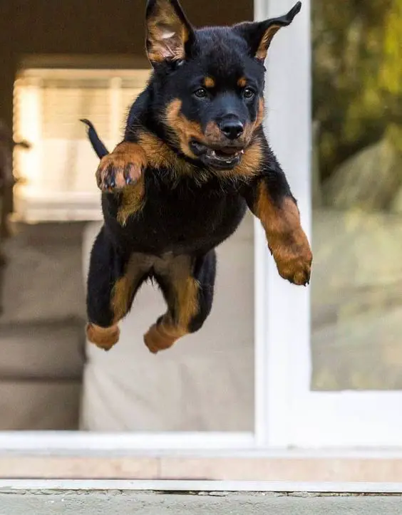 A Rottweiler puppy running outside