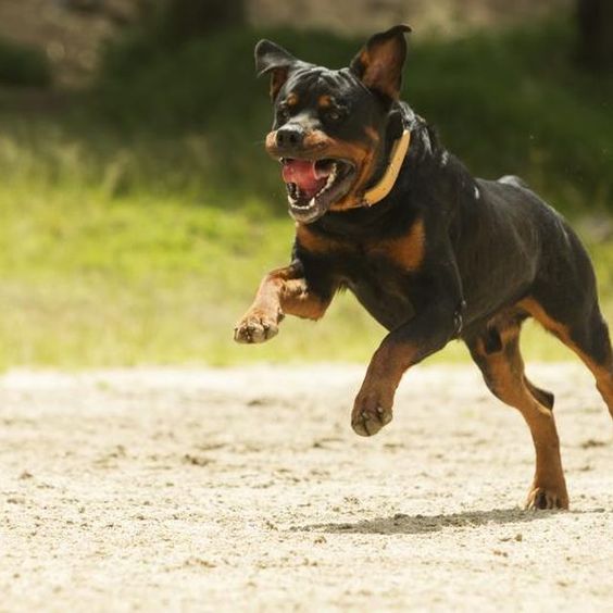 A Rottweiler running on the road with its mouth open
