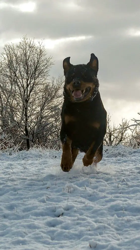 A Rottweiler running in snow in the forest