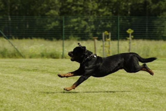 A Rottweiler running in the field