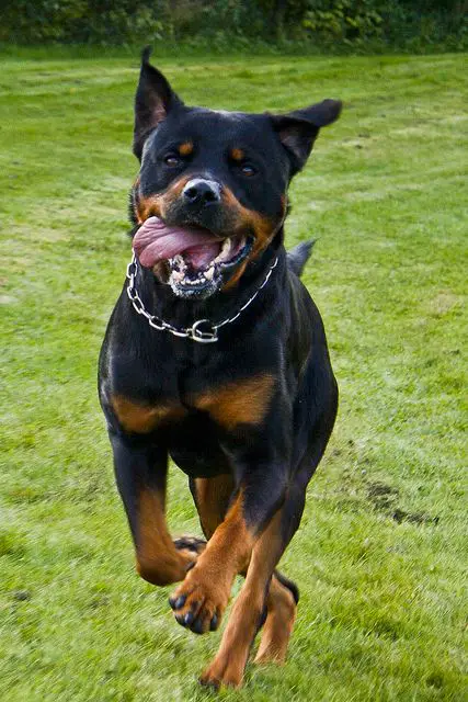 A Rottweiler running at the park with its tongue sticking out on the side of its mouth