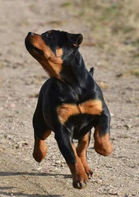 A Rottweiler puppy running while looking sideways on the road