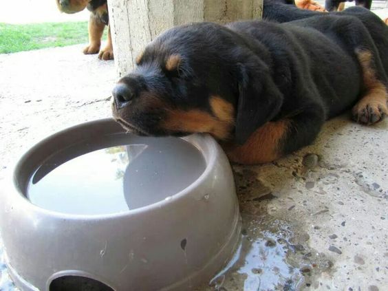Rottweiler sleeping on the concrete with its face on top of the water bowl
