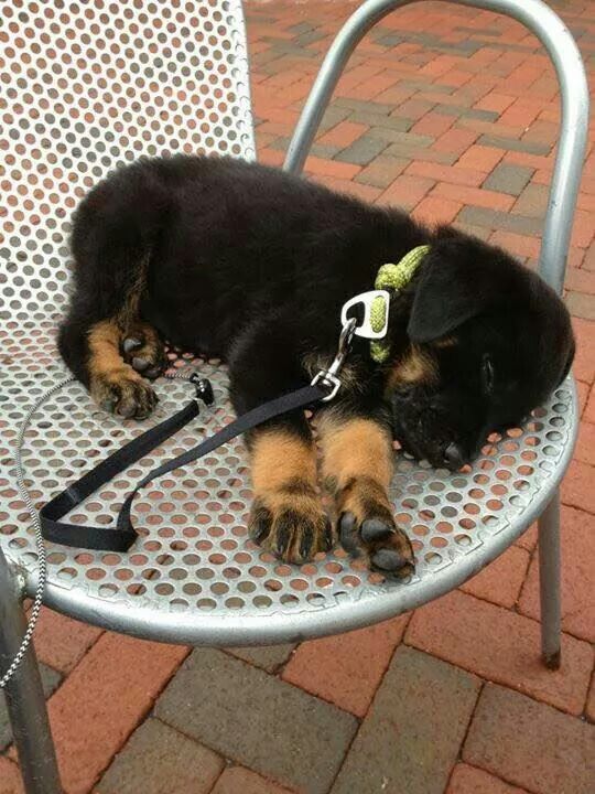 Rottweiler puppy sleeping soundly on the chair