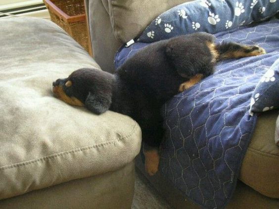 Rottweiler puppy sleeping with its face across the other bed