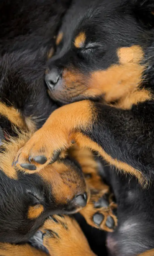 Rottweiler puppies curled up sleeping with each other