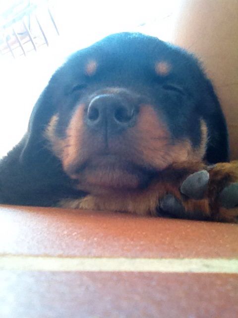 Rottweiler puppy sleeping soundly on the floor