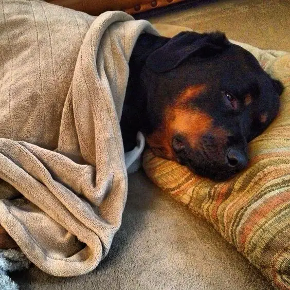 sleepy Rottweiler lying on the floor with its head on the pillow while its body is covered in blanket