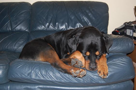Rottweiler curled up sleeping on the couch