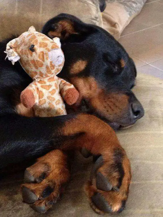Rottweiler sleeping on the couch while hugging its giraffe stuffed toy