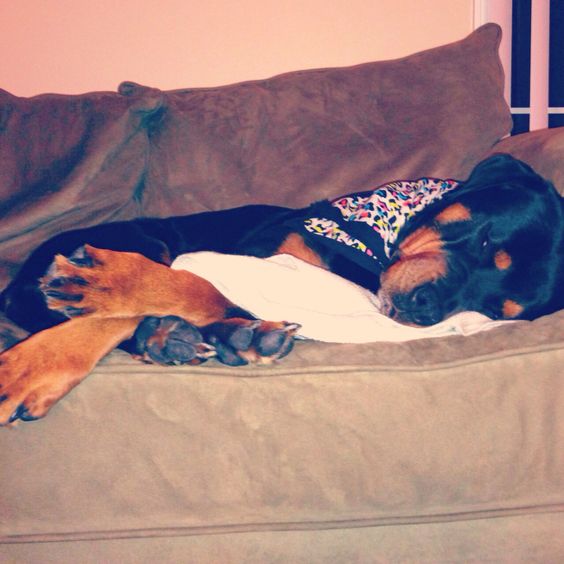 Rottweiler sleeping soundly on the couch