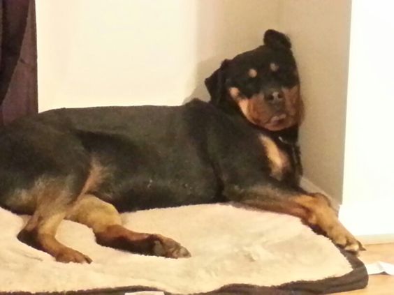 Rottweiler sleeping on its bed while its head is leading on the wall