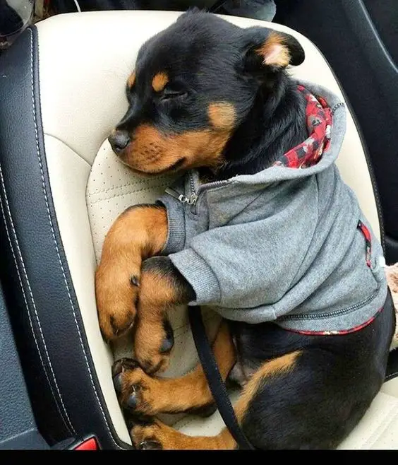 Rottweiler puppy wearing a jacket while sleeping on the passenger seat
