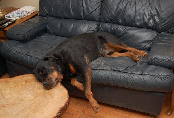 Rottweiler sleeping on the couch while its head is on the table