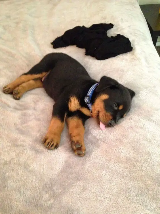 Rottweiler puppy sleeping on its side on the bed with its small tongue out