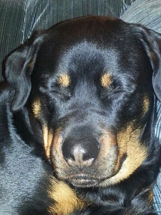 face of an adorable sleeping Rottweiler