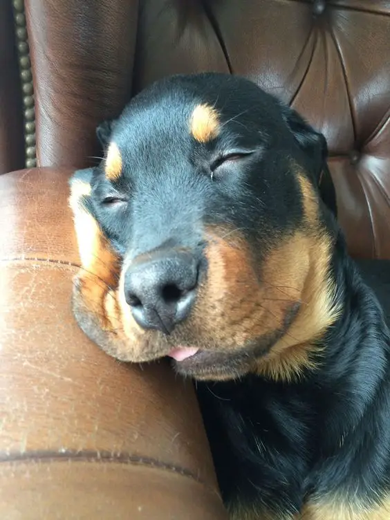 Rottweiler sleeping with its head on the arms of the couch