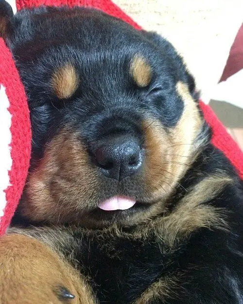 Rottweiler sleeping adorably with its small tongue sticking out
