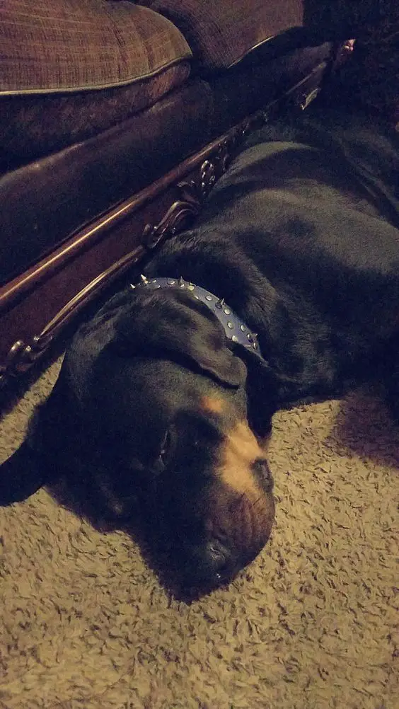 Rottweiler lying on the floor next to the couch while sleeping
