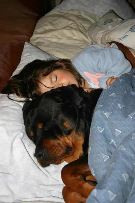Rottweiler sleeping on the bed with a kid behind him