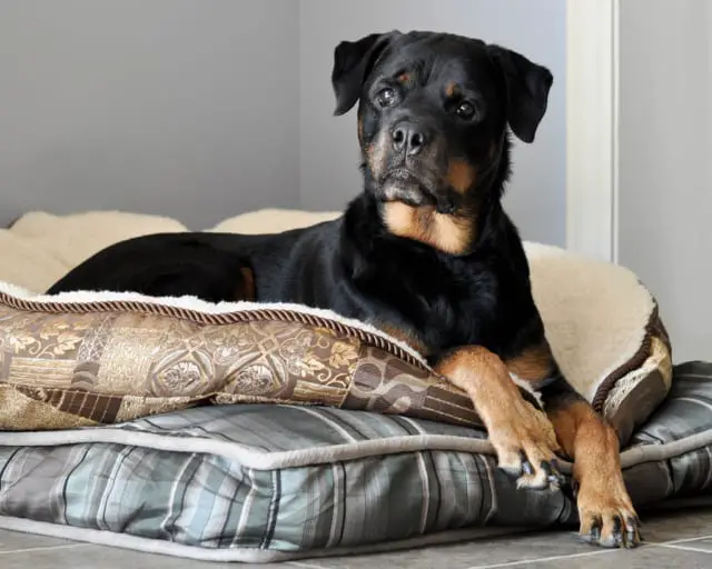 Rottweiler lying on its bed
