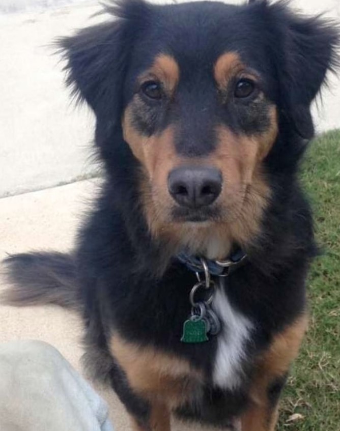 Golden Rottie sitting on the pathway in the yard