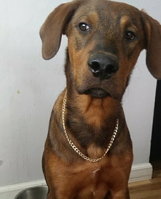 A Golden Rottie sitting on the floor